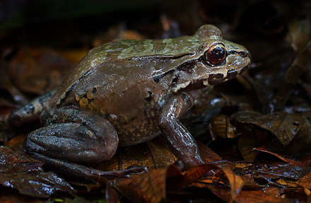 Savages Bull Frog
