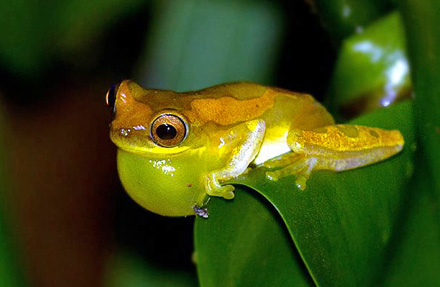 Hourglass Tree Frog