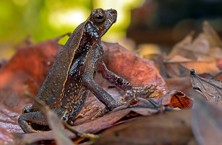 Litter Toad