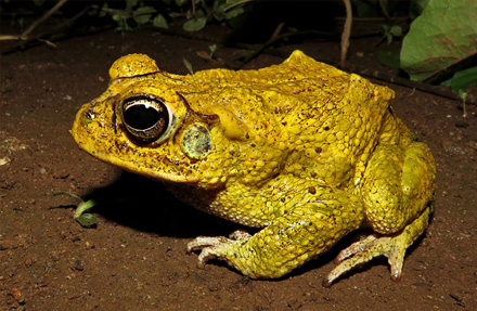 Yellow Toad