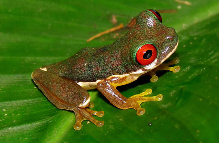 Red-Eyed Stream Frog 