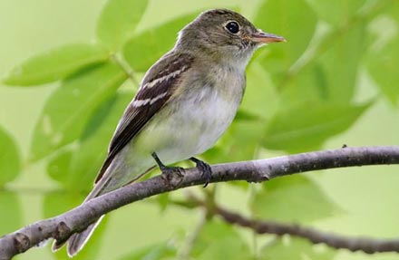 Acadian Flycatcher 