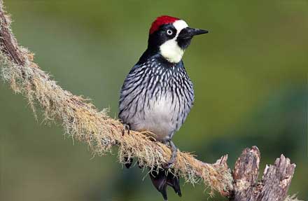 Acorn Woodpecker