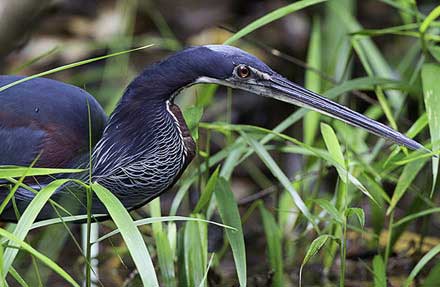 Agami Heron