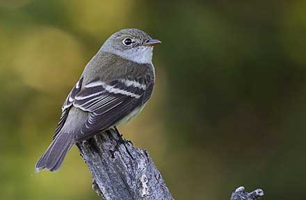 Alder Flycatcher 