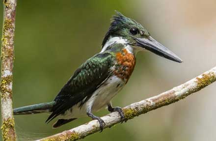 Amazon Kingfisher