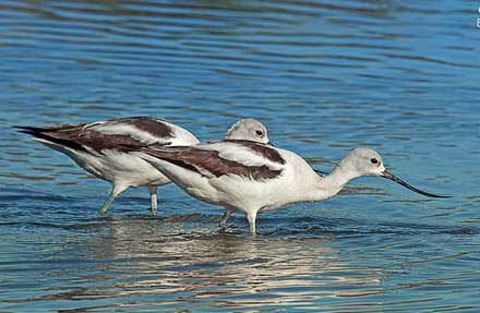 American Avocet