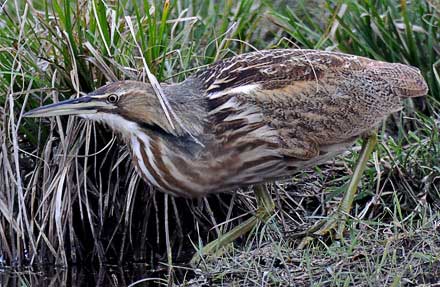 American Bittern