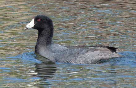 American Coot