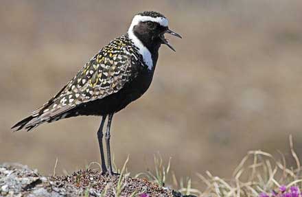 American Golden-Plover