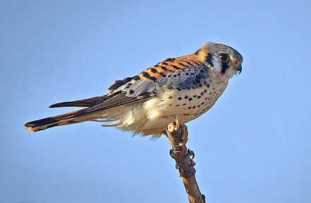 American Kestrel