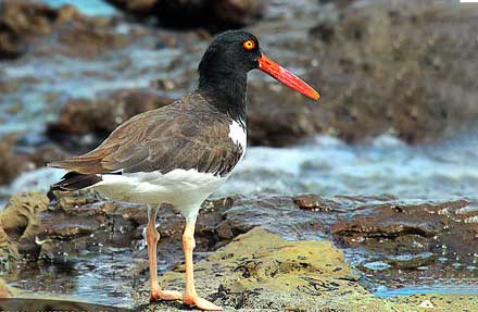 American Oystercatcher