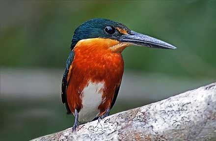 American Pygmy Kingfisher