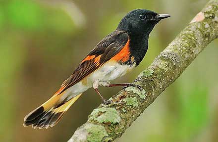 American Redstart 