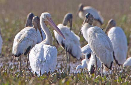 American White Pelican