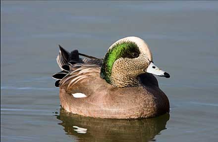 American Wigeon 