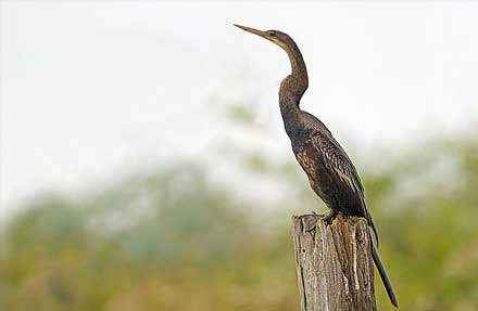 Anhinga