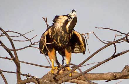 Aplomado Falcon