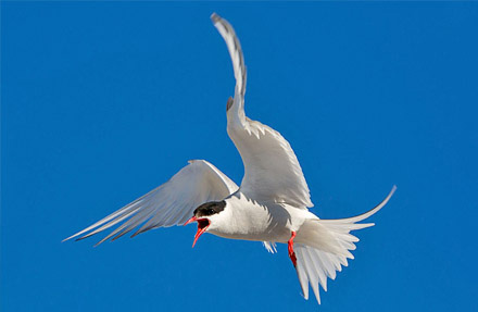 Arctic Tern