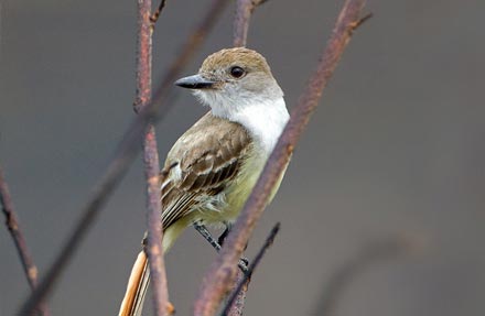 Ash-throated Flycatcher 