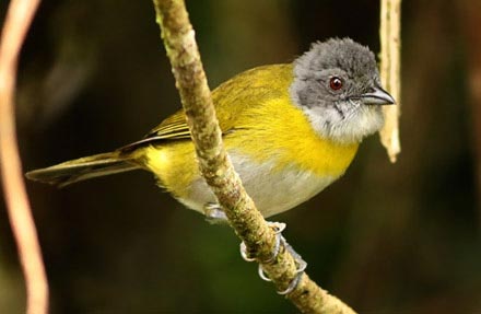 Ashy-throated Bush-Tanager 