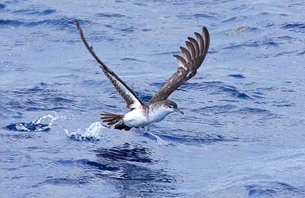 Audubon’s Shearwater