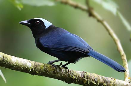 Azure-hooded Jay 