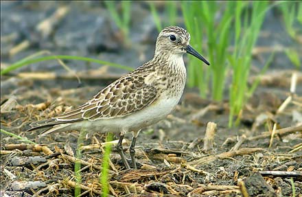 Bairds Sandpiper