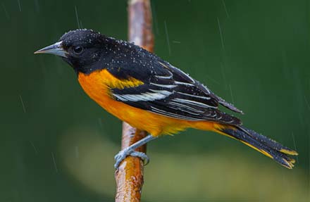 Baltimore Oriole 