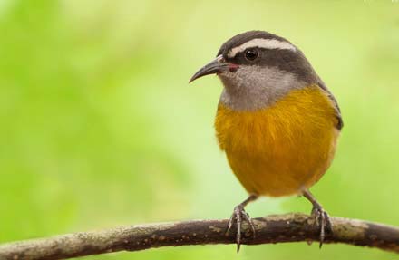 Bananaquit 