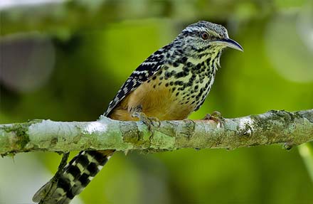 Band-backed Wren 