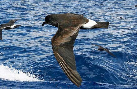 Band-rumped Storm-Petrel