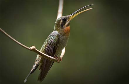 Band-tailed Barbthroat