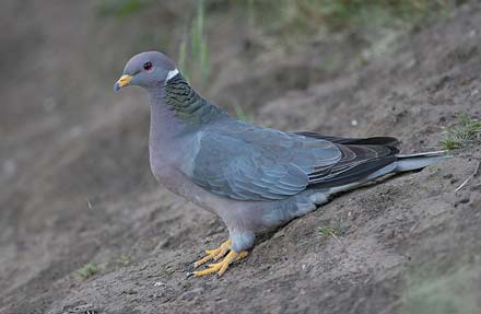 Band-tailed Pigeon