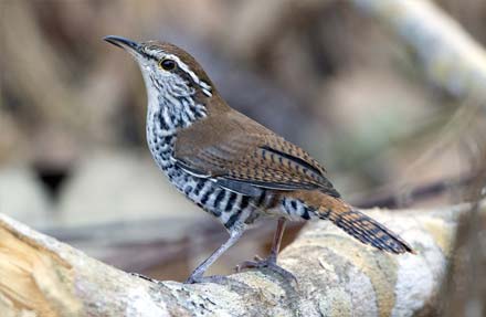 Banded Wren 