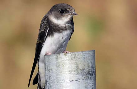 Bank Swallow 