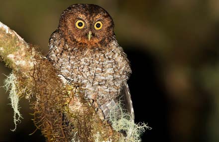 Bare-shanked Screech-Owl