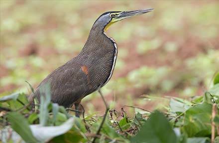 Bare-throated Tiger-Heron