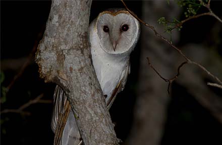 Barn-Owl