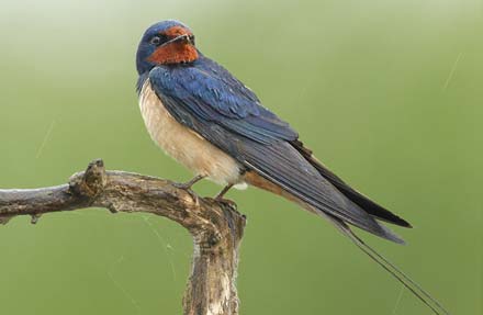 Barn Swallow 