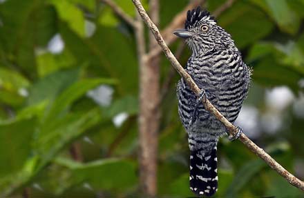 Barred Antshrike 