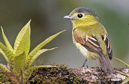 Barred Becard 