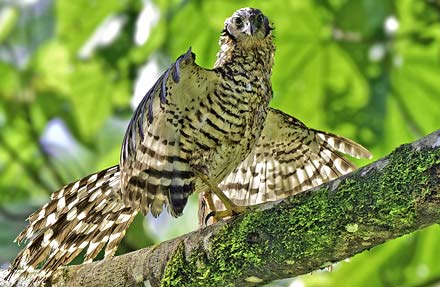 Barred Forest-Falcon