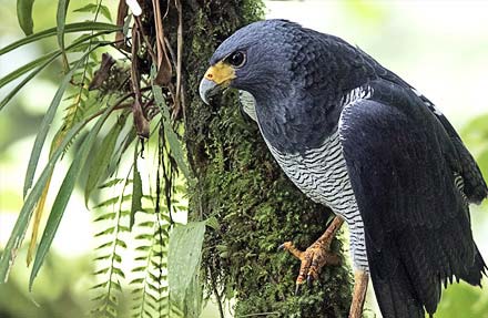 Barred Hawk