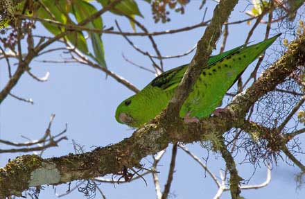 Barred Parakeet