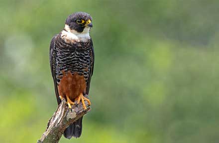 Bat Falcon