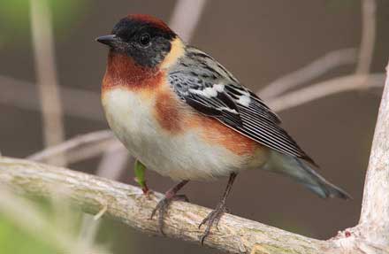 Bay-breasted Warbler 