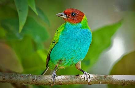 Bay-headed Tanager 