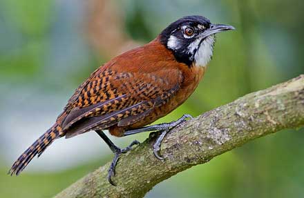 Bay Wren 