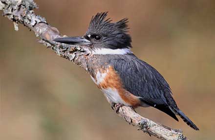 Belted Kingfisher